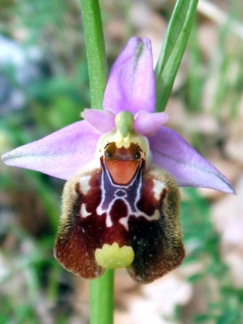 O. fuciflora O. apulica. O. lacaitae.      ibridi?